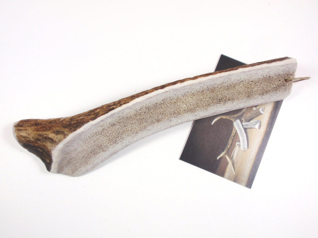 Trophy Kauknochen aus Rothirschgeweih, Grösse M – Ansicht 2