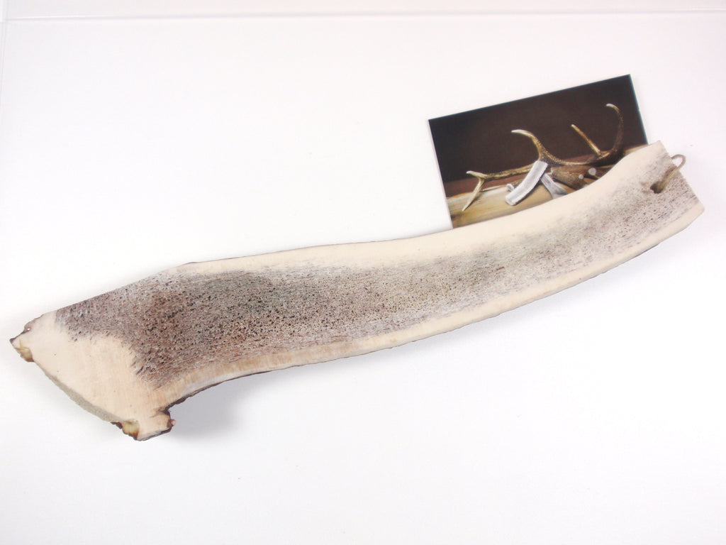 Trophy Kauknochen aus Rothirschgeweih, Grösse XXL – Ansicht 2
