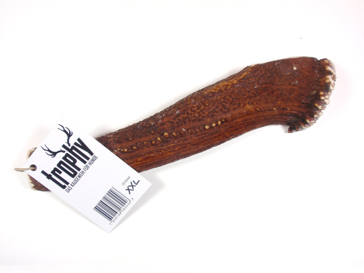 Trophy Kauknochen aus Rothirschgeweih, Grösse XXL – Ansicht 1