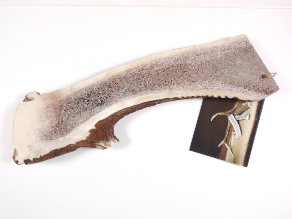 Trophy Kauknochen aus Rothirschgeweih, Grösse XXXL – Ansicht 2